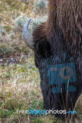American Bison (bison Bison) Grazing In Yellowstone Stock Photo