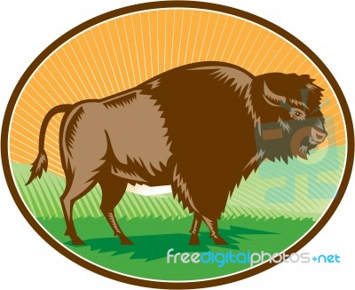 American Bison Oval Woodcut Stock Image