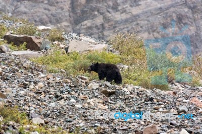 American Black Bear (ursus Americanus) Stock Photo