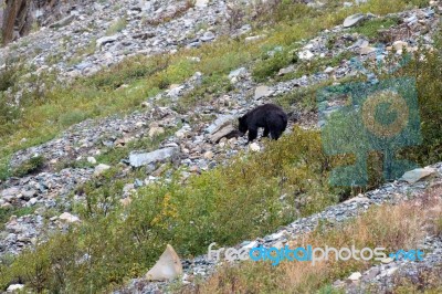 American Black Bear (ursus Americanus) Stock Photo