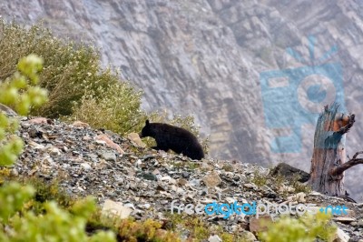 American Black Bear (ursus Americanus) Stock Photo