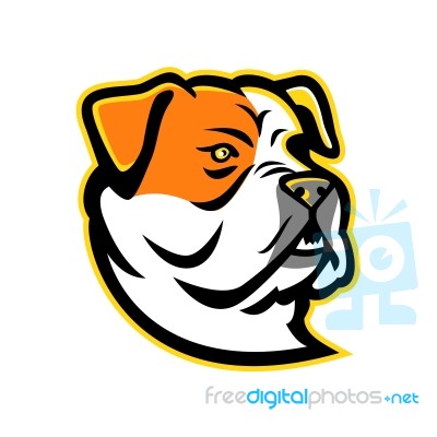American Bulldog Mascot Stock Image