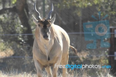 American Elf-cervus Elaphus Roosvelt Stock Photo