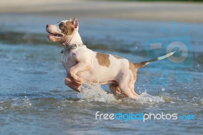 American Pit Bull Terrier Stock Photo
