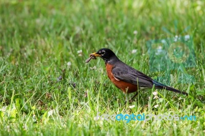 American Robin Stock Photo