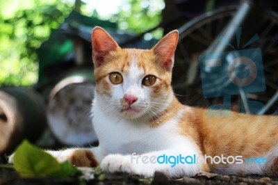 An Adorable Brown-white Cat Lying Down Outdoor Stock Photo