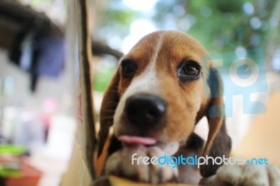 An Adorable Puppy Hold The Box Edge Stock Photo