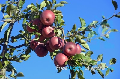 An Apple Tree Stock Photo