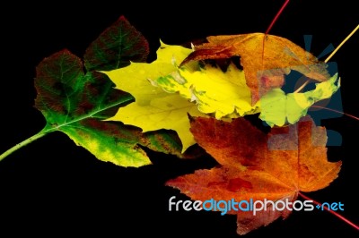 An Arrangement Of Autumn Leaves Stock Photo