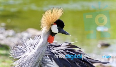 An East African Crowned Crane Near A Lake Stock Photo