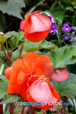 An Orange Begonia Flowers At Butchart Gardens Stock Photo An Orange Begonia Flowers At Butchart Gardens Stock Photo