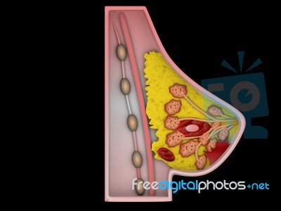 Anatomy Of The Breast Stock Image