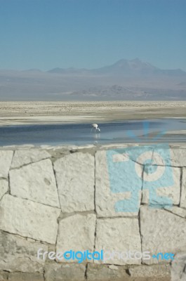 Andean Flamingo In The Desert Stock Photo