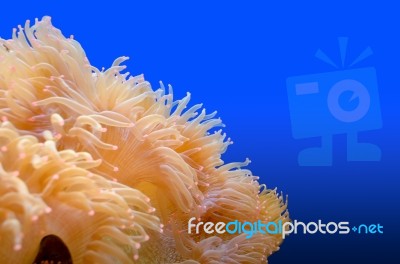 Anemones, Organism Of The Sea Stock Photo