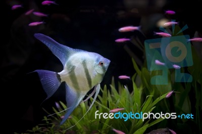 Angle Fish In Aquarium Stock Photo
