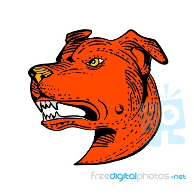 Angry American Staffordshire Bull Terrier Etching Color Stock Image