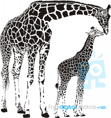 Animal Family Of Giraffes Stock Image