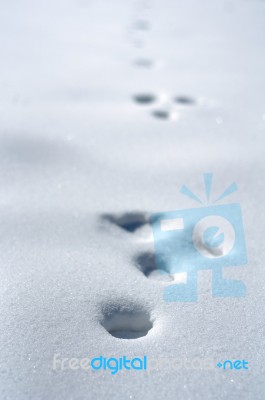 Animal Footprints In Snow Stock Photo