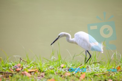 Animals In Wildlife - White Egrets. Outdoors Stock Photo