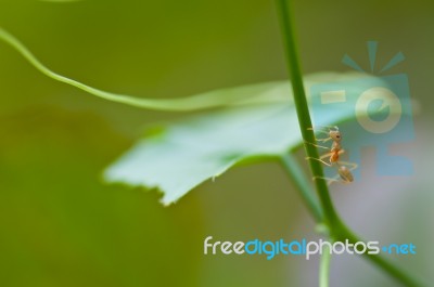 Ant Stock Photo