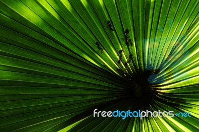 Ant And Palm Leaf Stock Photo