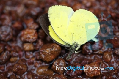 Ant Hunting Yellow Butterfly Stock Photo