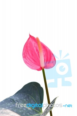 Anthurium Sonate Pink Flamingo Lily On White Background Stock Photo