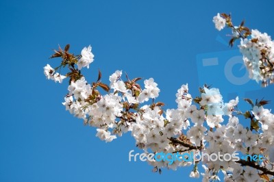 Apple Blossom Against A Blue Sky Stock Photo