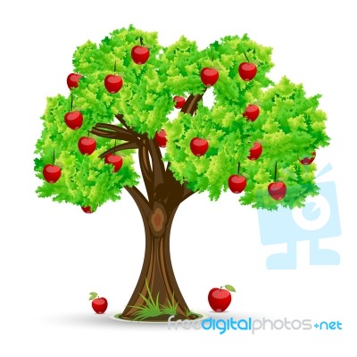 Apple Tree Stock Image