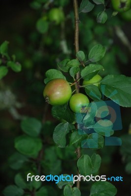 Apples Growing Stock Photo