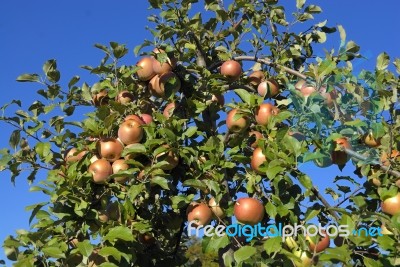 Apples On The Tree Stock Photo