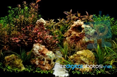 Aquarium With Fish Stock Photo