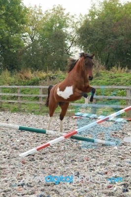 Arab Coloured Pony Jumping Stock Photo