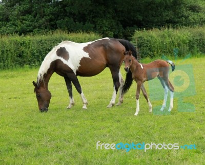 Arab Mare And Coloured Foal Stock Photo