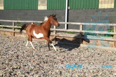 Arab Pony Trotting Stock Photo Arab Pony Trotting Stock Photo