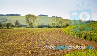 Arable Spring Land. Green Spring Farmland. Sunny Rural Spring La… Stock Photo