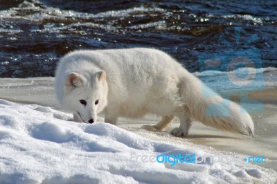 Arctic Fox By A River Stock Photo