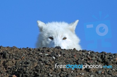 Arctic Wolf Peeking Over Rocky Hill Stock Photo