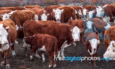 Argentinean Cows Stock Photo