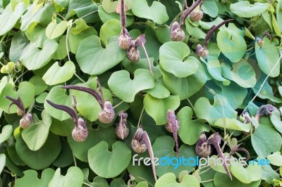 Aristolochia Ringens Vahl Stock Photo