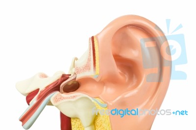 Artificial Human Ear Model On White Stock Photo