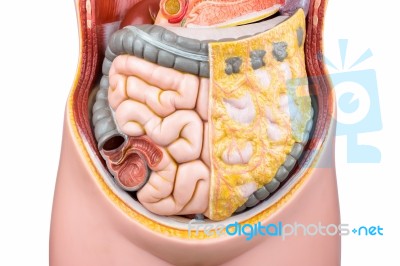 Artificial Model Of Human Bowels Or Intestines Stock Photo