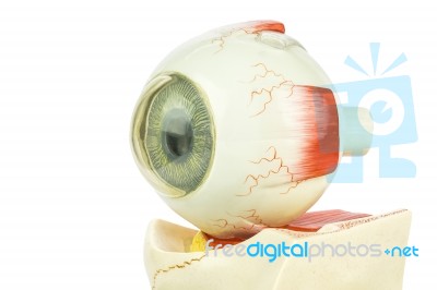 Artificial Model Of Human Eye Stock Photo