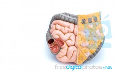 Artificial Model Of Human Intestines Stock Photo