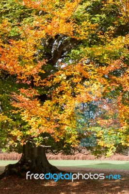 Ashdown Forest, Sussex/uk - October 29 : Beech Tree In The Groud… Stock Photo