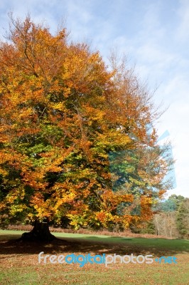 Ashdown Forest, Sussex/uk - October 29 : Beech Tree In The Groud… Stock Photo