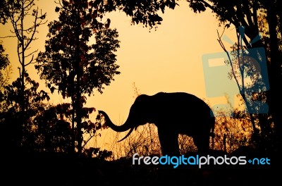 Asia Elephant In The Forest Stock Photo