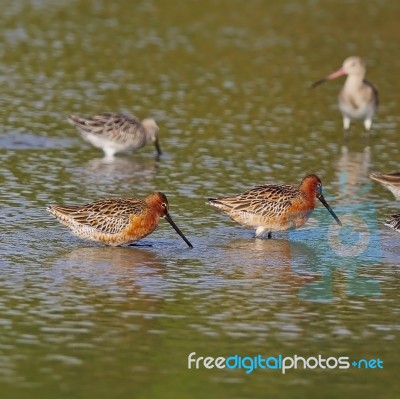 Asian Dowitcher Stock Photo