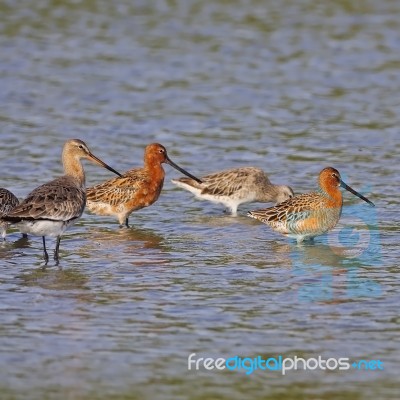 Asian Dowitcher Stock Photo