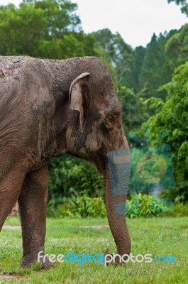 Asian Elephant Stock Photo